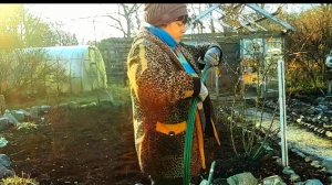 Ноябрь погода меняется// Пора розы готовить к зиме // мой способ укрытия роз