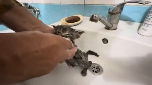 Новый котенок ПРЕКРАСНО КУПАЕТСЯ, а Анфиса строго контролирует процесс)))