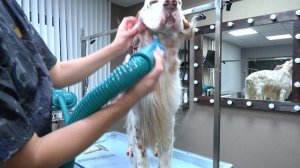 Благовещенка одержала победу в международном конкурсе грумеров