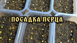 Как посеять семена перцев. Посев перца на рассаду. Сажаю простым и лёгким способом.