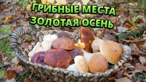Грибные места. Ежовик жёлтый, белые грибы, польские грибы, осенние опята и другие.
