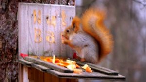 Обед у белочки по расписанию