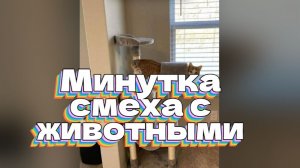 Минутка смеха с животными