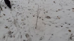 Мишка на охоте.