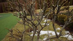 Ива "Хакуро нишики"