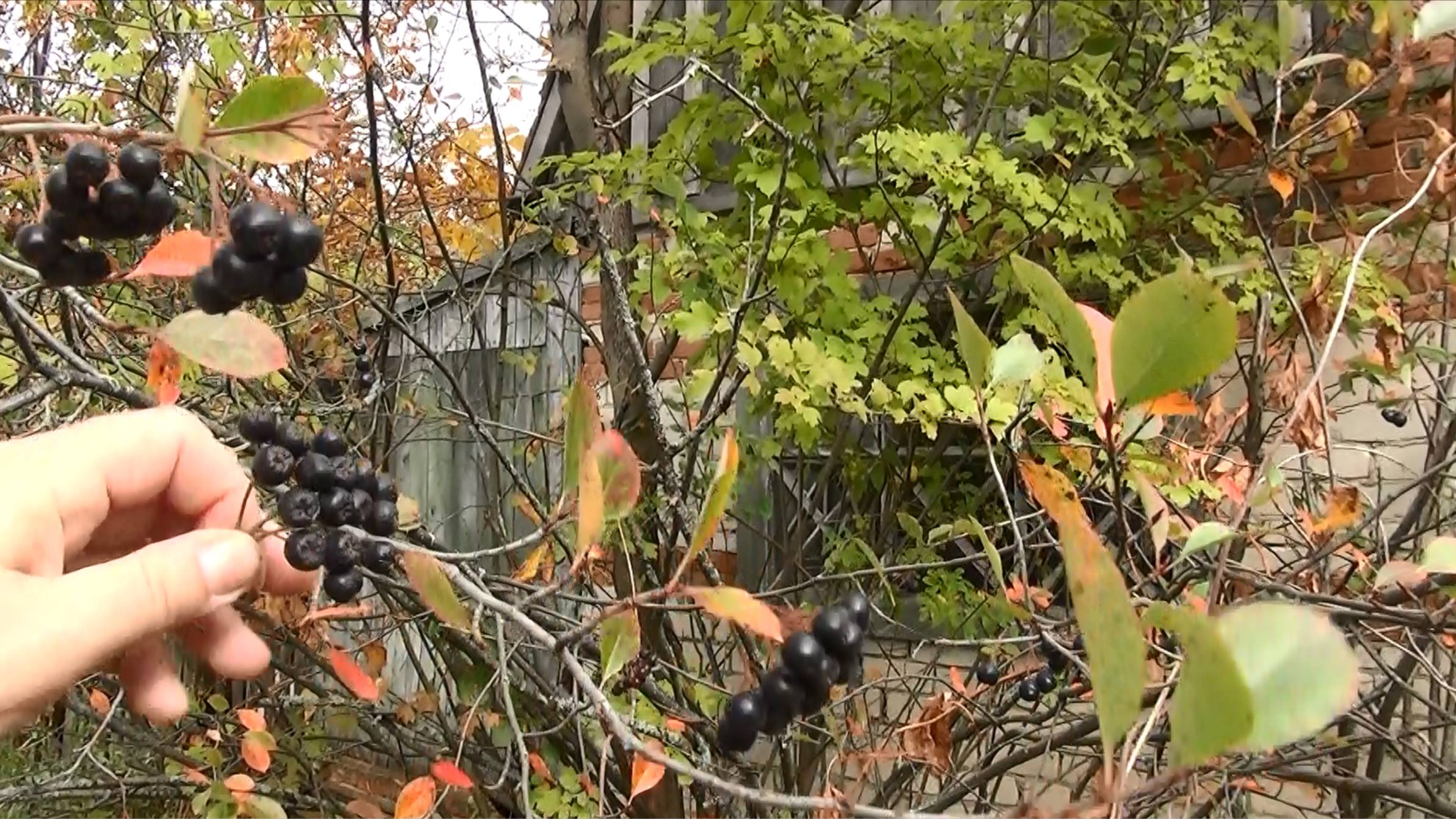 Заброшенный участок Начало большого пути