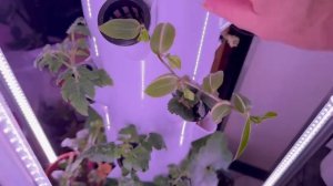 Гидропоника - наши эксперименты продолжаются.