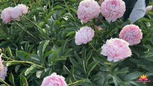 Нежно-розовый пион Pink Radiance / Сад Ворошиловой