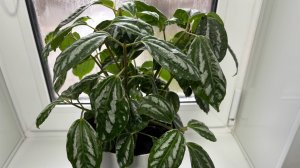 Комнатные цветы!! Пилея Кадье - уют вашего дома!! 100% способ черенкования!!