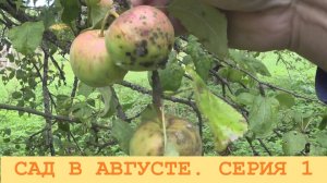2025 Август. Обзор сада и работы в саду. Серия 1