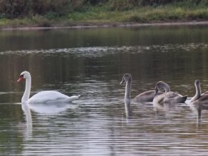 "НЕСКОЛЬКО ОСЕННИХ МГНОВЕНИЙ"... (Фото Светланы НЕЧВАЛЬ (Глазов), музыка Фредди ХАББАРДА (США))