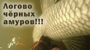 ТРОФЕЙНАЯ ПОДВОДНАЯ ОХОТА!!! НАШЁЛ ОГРОМНУЮ СТОЯНКУ ЧЁРНЫХ АМУРОВ!!!