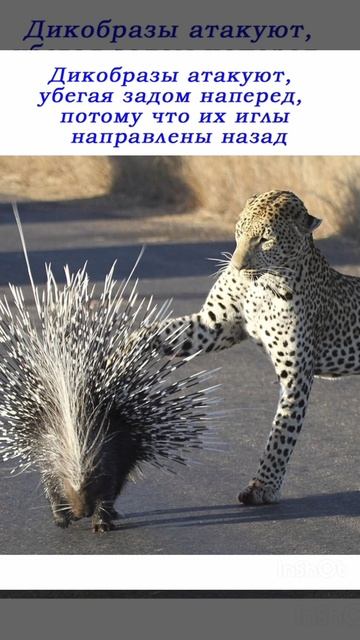 Про ДИКОБРАЗА