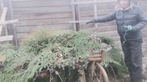 На Урале розы укрываю только так!