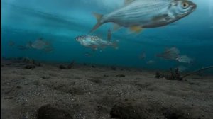 Ловим в Сибири, часть 2. Новые Интересные Видео про рыбалку