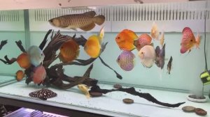 Аквариум с дискусами,арованой и скатом