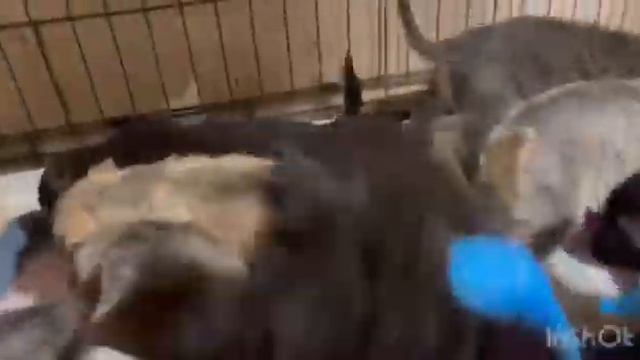 Помогите приюту закупить КОРМ! Ваша поддержка  СПАСЕНИЕ  Приют для животных