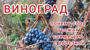 Виноград. Обрезка и сбор урожая