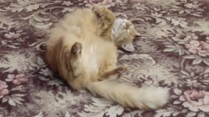 12-11-2025💥Влог 💥среда