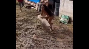 Девушка убегает от барана