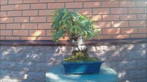 БонZай тропики Вьетнам Тамаринд или Индийский финик Viper гадюка лето 2025 год