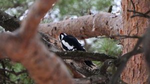 Большой пёстрый дятел.