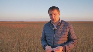 Поздний посев сои. Что из этого получилось?