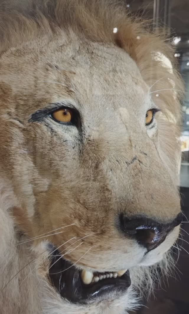 Музей естественной истории