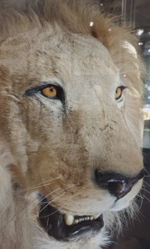 Музей естественной истории