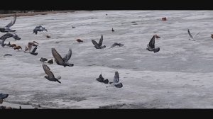 #Большой и #Малый #Ангарские #пруды #говорят #появились в #знаменательным #1812 #году