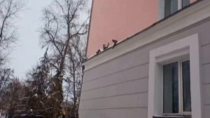 Новогоднее новгородское приключение