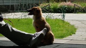 Группа щенков - базовый курс