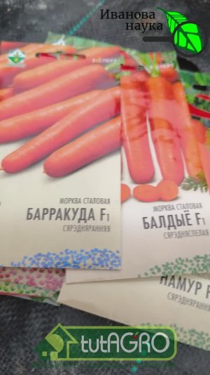 Что посеять под зиму 2025