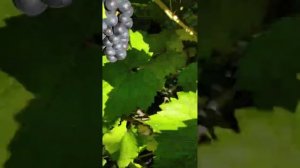 Обзор участка на 10 сентября 2025г