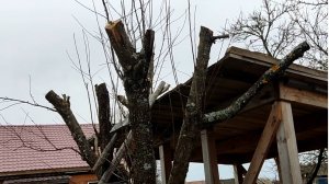 Как ОМОЛОДИТЬ старую ЯБЛОНЮ!!