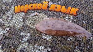 рыбалка с пирса- морской язык
