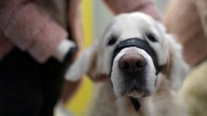 2023 (субтитры) Регистрация и выгул