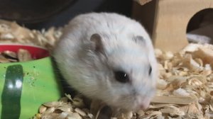 Хомячок Снежок
