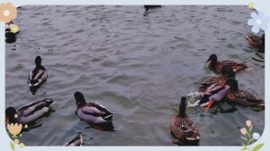 Мой новый фильм" Утиная компания в ноябре" ( 12 ноября)