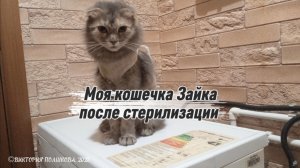 Моя кошечка Зайка после стерилизации, кошке почти и2, 5 года