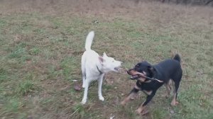 У Дины обновка. Цыпа снова с мамой. Но ещё наблюдаем.