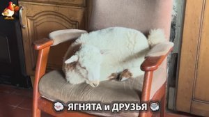 Ягнята и друзья 🐑 Веселые истории из жизни животных 😂 (4)