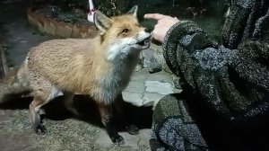 (1167) Лиса приходит в гости. Ноябрь 2025