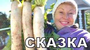 Сказка на собственном огороде. Бабка за дедку и не думала что такое вытащу