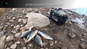 отводной поводок поздней осенью #1