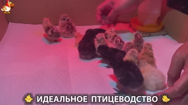 Идеальное птицеводство достойно восхищения 🐓🦆🦢🦚🦃🐔 эпизод (399) смотреть онлайн