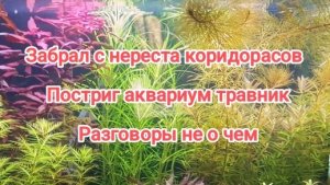 Обслуживание аквариума с растениями, коридорас Оранж забрал с нереста, продажа аквариумных растений