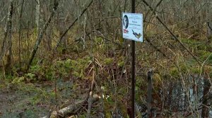 Обломки самолета времен Великой Отечественной войны обнаружили под Новгородом