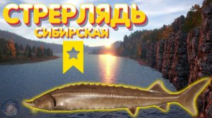 Стерлядь на реке Тунгуска. Русская рыбалка 4 №1