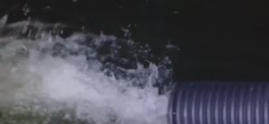 Приход новой партии форели.